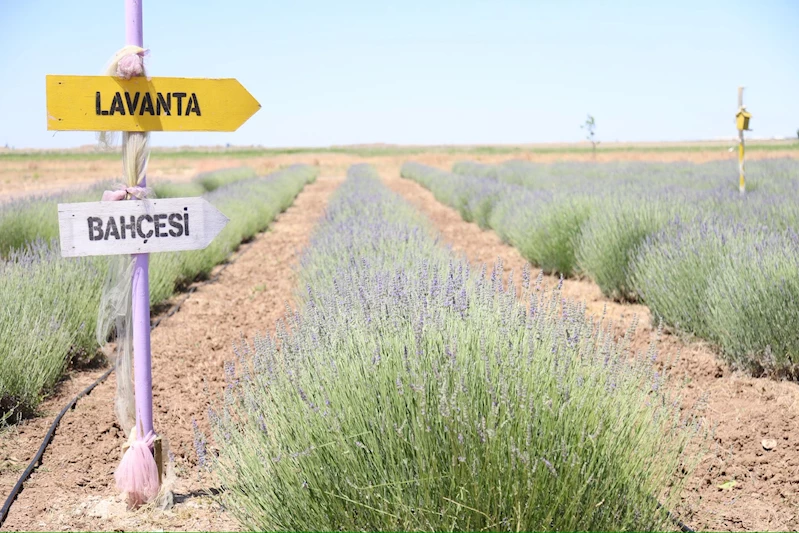 LAVANTA BAHÇESİ YAZA HAZIRLANIYOR