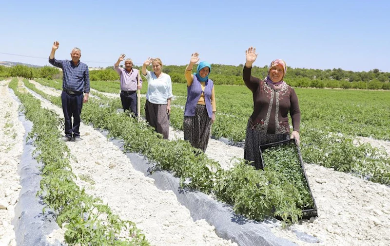 Büyükşehir Gülnar’da 105 Bin Domates Fidesi Dağıttı