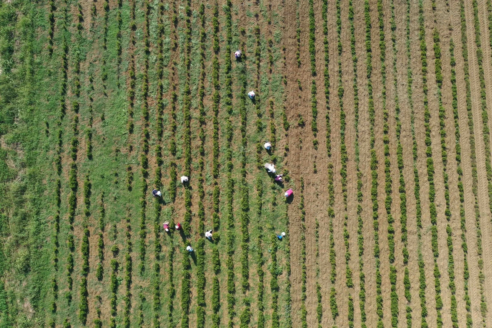 Kocaeli’de tıbbi ve aromatik bitkiler hasada hazırlanıyor