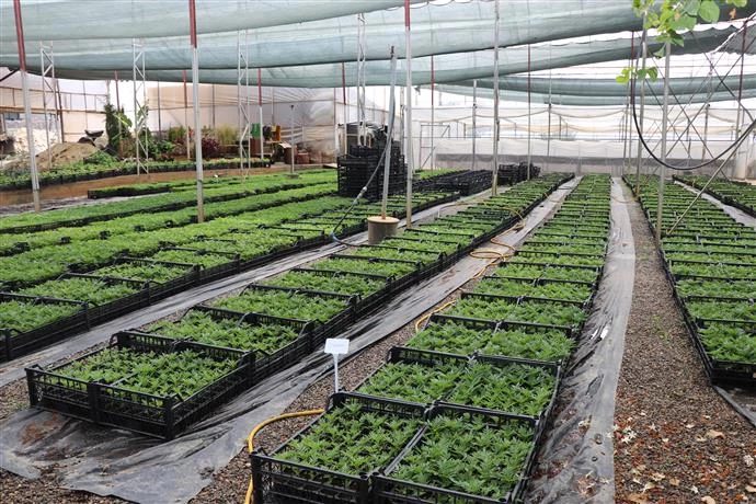 ALANYA BELEDİYESİ ARİFE GÜNÜ MEZARLIKLARDA ÇİÇEK DAĞITACAK