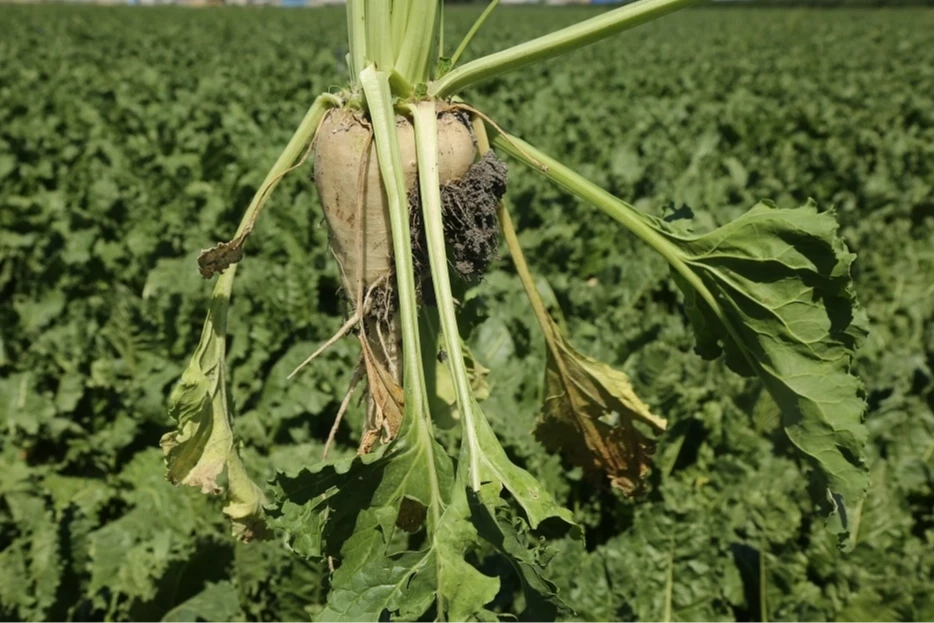 Pancar üreticisine 410 milyon TL sulama avansı desteği