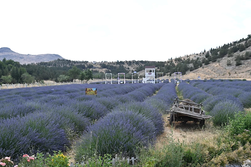 Mamak Lavanta Bahçesi Ziyaretçilerini Bekliyor