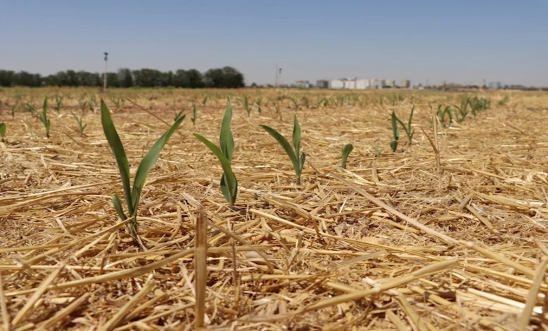 TOPRAK SÜRÜLMEDEN MISIR EKİLDİ, YEŞERMEYE BAŞLADI