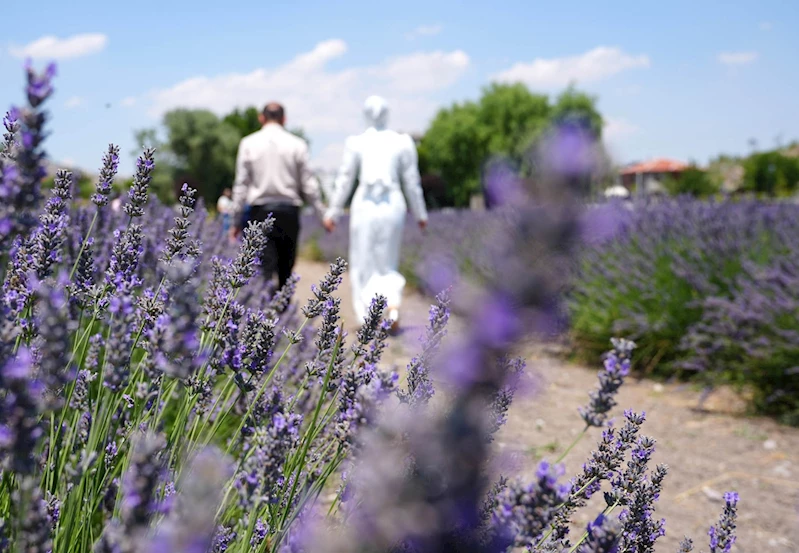 Keçiören Lavanta ve Gül Bahçesi ziyaretçileri mest ediyor