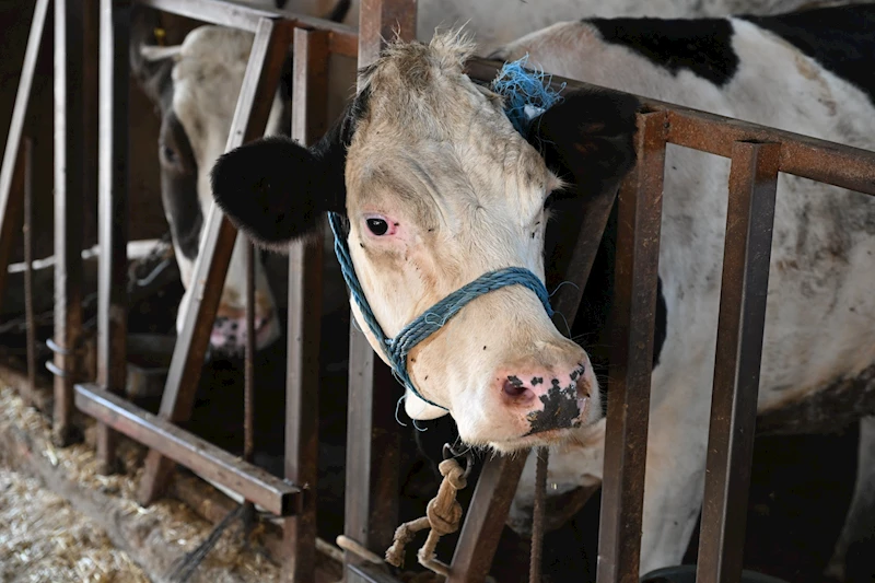 “Girmesin Sinekler, Mutlu Olsun İnekler” Projesiyle Verimlilik Artacak