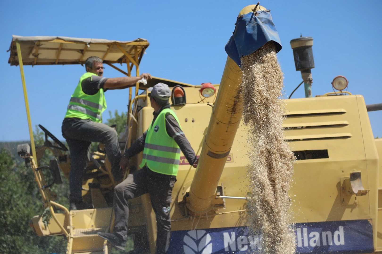 Siyez buğdayında hasat bereketi