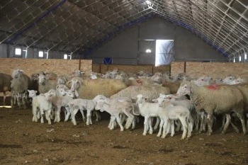 DAMIZLIK KOÇ DESTEĞİ BAŞVURULARI BAŞLIYOR