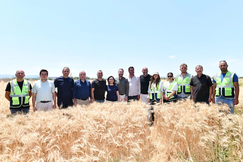 Mustafakemalpaşa’da Buğday Hasadı Başladı