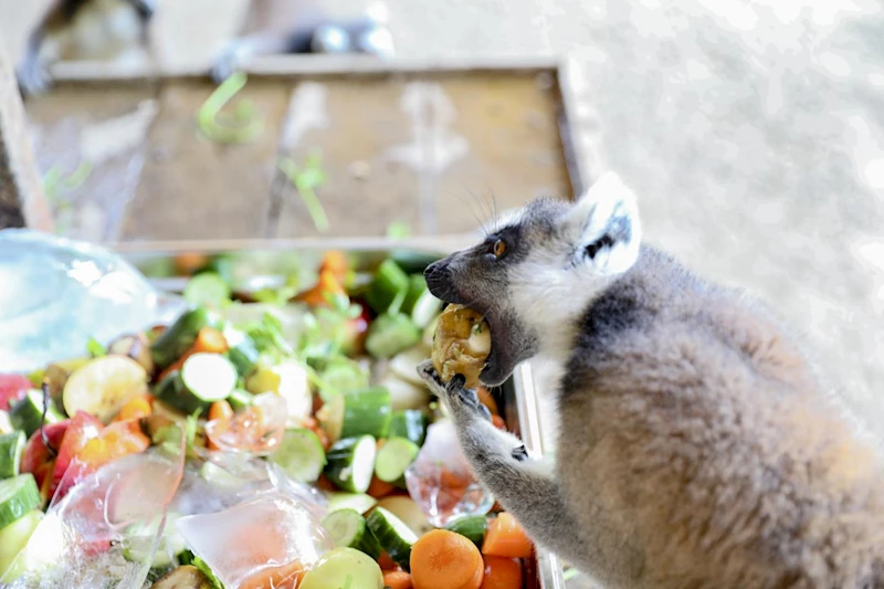 Tarsus Doğa Parkı’nda Hayvanları Serinleten Çalışmalar…