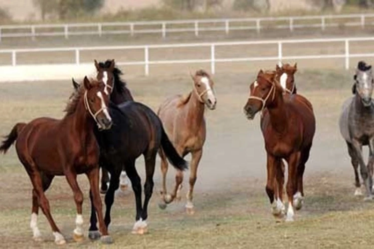TİGEM şampiyon safkan Arap aygırı alacak