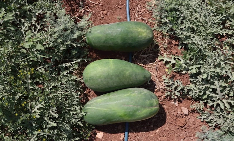 BÜYÜKŞEHİR, ATA TOHUMLARIYLA YEREL ÜRETİMİ GÜÇLENDİRİYOR