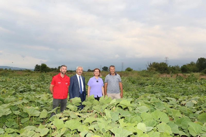 İZMİT BELEDİYESİNDEN BALKABAĞI ÜRETİMİNE YEREL DESTEK
