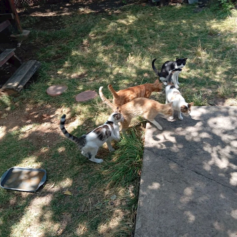 YARALI KEDİ TEDAVİ ALTINA ALINDI