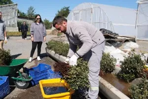 Belediyemizden Renkli Dokunuş, Kesme Gül Serası Hayata Geçiriliyor