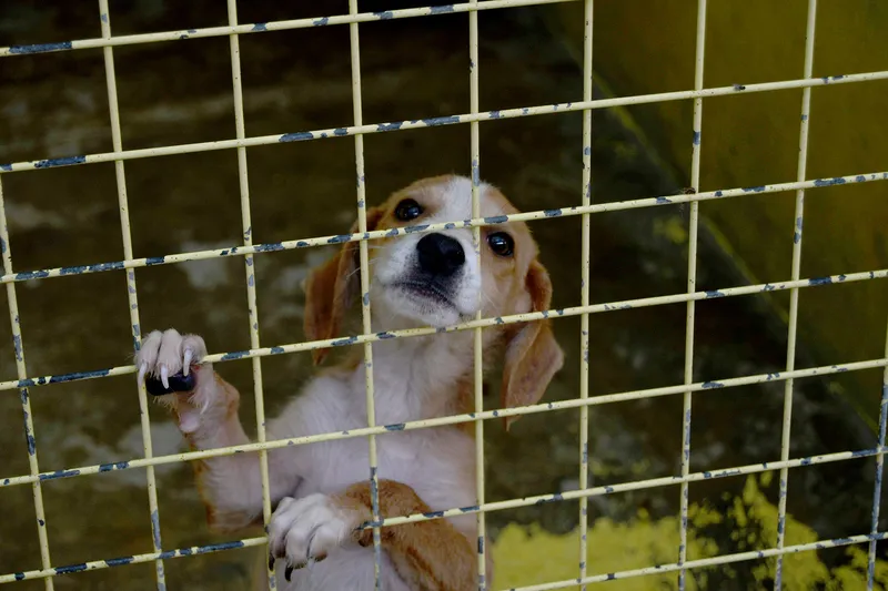 Kemer Belediyesi can dostlarımızın yanında
