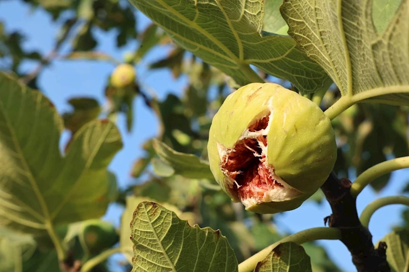 11. Akçalar İncir Festivali 14 Eylül